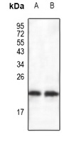 BAX Rabbit Polyclonal Antibody