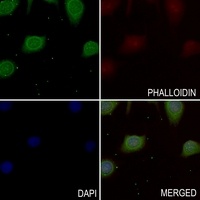 CD147 Rabbit Polyclonal Antibody
