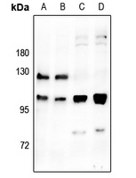 M Cadherin Rabbit Polyclonal Antibody