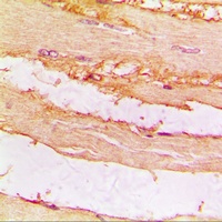 CKMT2 Rabbit Polyclonal Antibody