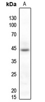 p38 Rabbit Polyclonal Antibody