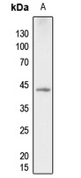 p38 (Phospho-T180) Rabbit Polyclonal Antibody