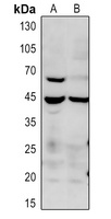 p38 (Phospho-T180) Rabbit Polyclonal Antibody