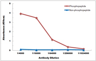 p38 (Phospho-T180) Rabbit Polyclonal Antibody