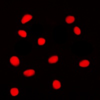 GADD153 Rabbit Polyclonal Antibody