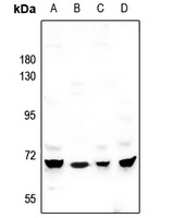 MEGF9 Rabbit Polyclonal Antibody