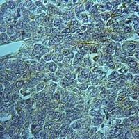 MEGF9 Rabbit Polyclonal Antibody