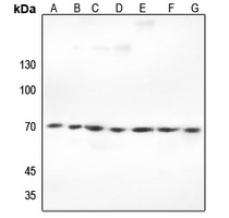 Ku70 Rabbit Polyclonal Antibody