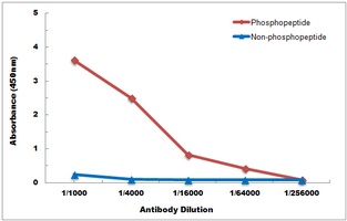 HNF4 alpha (Phospho-S313) Rabbit Polyclonal Antibody