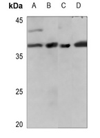 IL-10 Rabbit Polyclonal Antibody