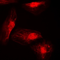IRF4 Rabbit Polyclonal Antibody