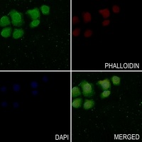 LYN (Phospho-Y508) Rabbit Polyclonal Antibody
