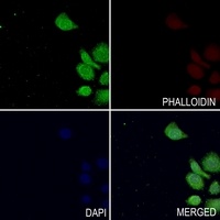 TAU (Phospho-T529) Rabbit Polyclonal Antibody