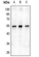 Osteoprotegerin Rabbit Polyclonal Antibody