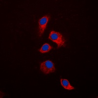Osteoprotegerin Rabbit Polyclonal Antibody