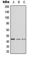 ERK1 Rabbit Polyclonal Antibody
