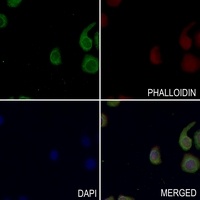 MKK2 (Phospho-T394) Rabbit Polyclonal Antibody