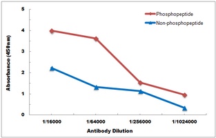 PKR (Phospho-T451) Rabbit Polyclonal Antibody