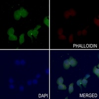 SHPTP2 (Phospho-Y542) Rabbit Polyclonal Antibody