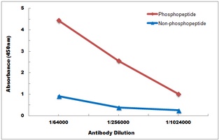 SHPTP2 (Phospho-Y542) Rabbit Polyclonal Antibody