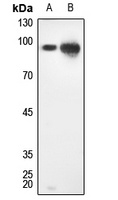 STAT1 Rabbit Polyclonal Antibody