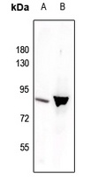 STAT3 (Phospho-Y705) Rabbit Polyclonal Antibody