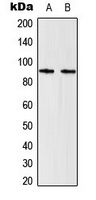 STAT5 Rabbit Polyclonal Antibody