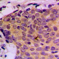 STAT5 Rabbit Polyclonal Antibody