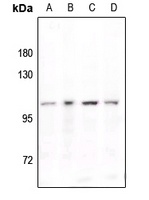 STAT6 (Phospho-Y641) Rabbit Polyclonal Antibody