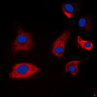 Synapsin 1 (Phospho-S9) Rabbit Polyclonal Antibody