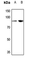 TCEB3 Rabbit Polyclonal Antibody