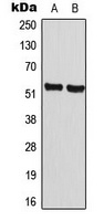 Cyclin A1 Rabbit Polyclonal Antibody