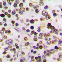 Cyclin A1 Rabbit Polyclonal Antibody