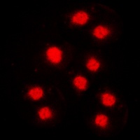 Cyclin A1 Rabbit Polyclonal Antibody