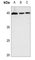 GDF15 Rabbit Polyclonal Antibody