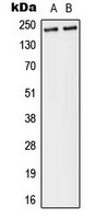 Separase (Phospho-S1126/801) Rabbit Polyclonal Antibody