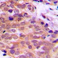 14-3-3 theta/tau Rabbit Polyclonal Antibody