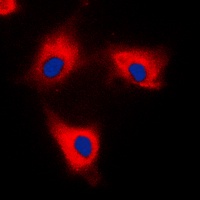 14-3-3 theta/tau Rabbit Polyclonal Antibody
