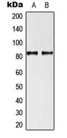 TRAF3IP1 Rabbit Polyclonal Antibody