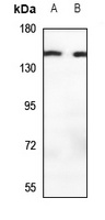 MOV10L1 Rabbit Polyclonal Antibody