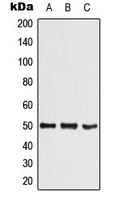 SHARP1 Rabbit Polyclonal Antibody