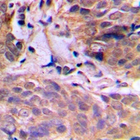 HuB Rabbit Polyclonal Antibody