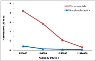 EPHB1/2 (Phospho-Y594/604) Rabbit Polyclonal Antibody
