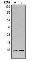 Histone H3 Rabbit Polyclonal Antibody
