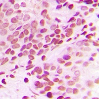 Histone H3 Rabbit Polyclonal Antibody