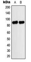 MARK Rabbit Polyclonal Antibody