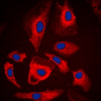 MARK Rabbit Polyclonal Antibody