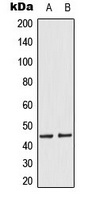 MKK1/2 (Phospho-S218/222) Rabbit Polyclonal Antibody