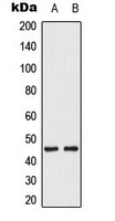 MKK1/2 (Phospho-S222/226) Rabbit Polyclonal Antibody