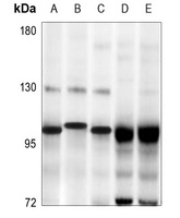 SP3/4 Rabbit Polyclonal Antibody